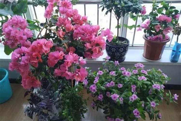 水系的植物叶子黄上什么肥好