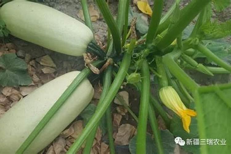 盆栽葫芦用多大的盆