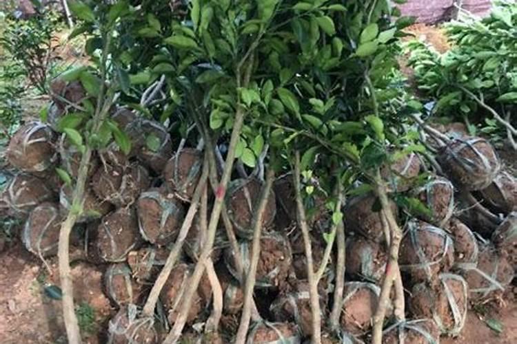 春季苹果树巧施肥
