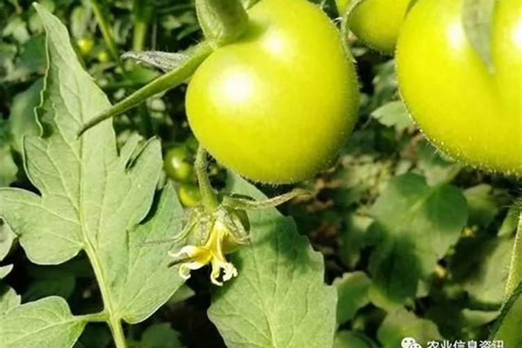 福建古田八月桃苗适合江西赣州种植吗？