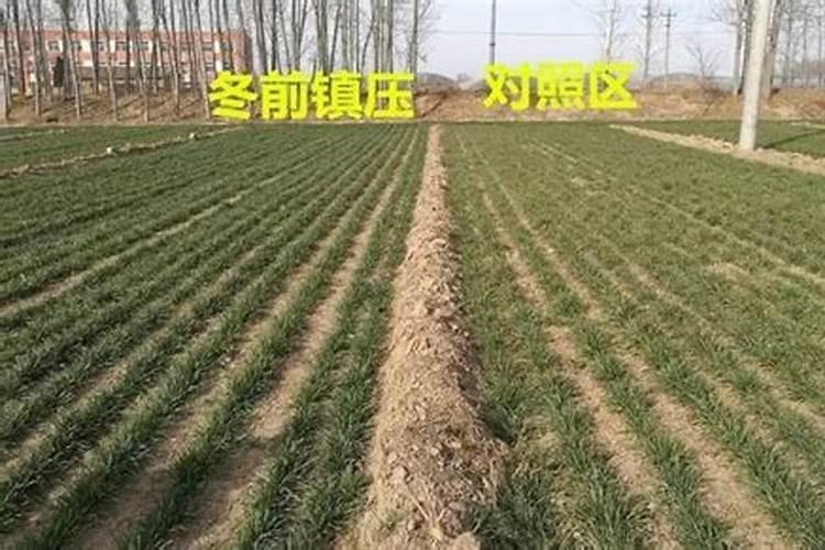 月季修剪后怎样施肥选择什么肥料好