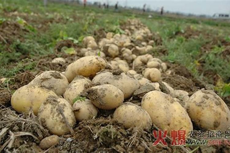 黄腐酸钾是什么肥料