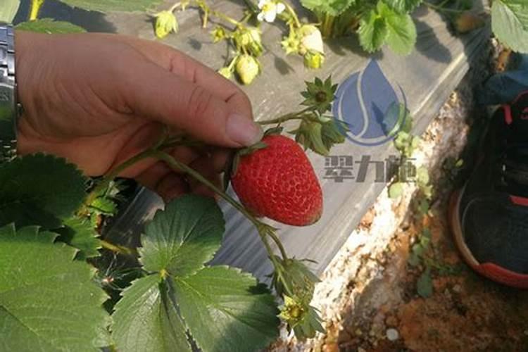 大、中、微量元素的区别