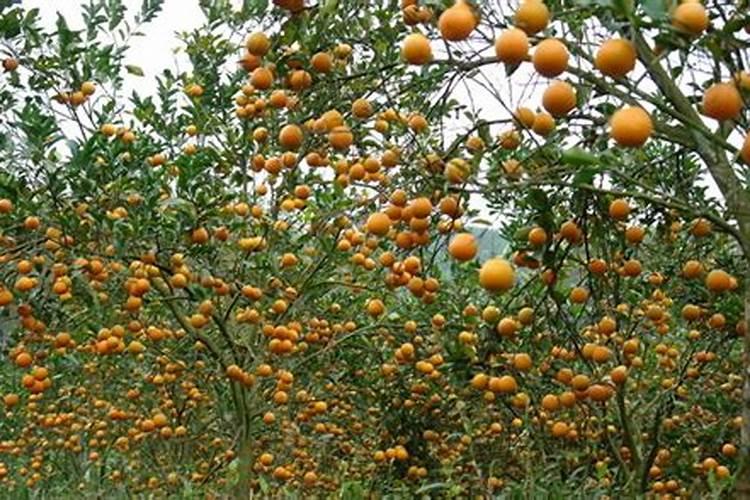 橙子长树不结果的原因有哪些？