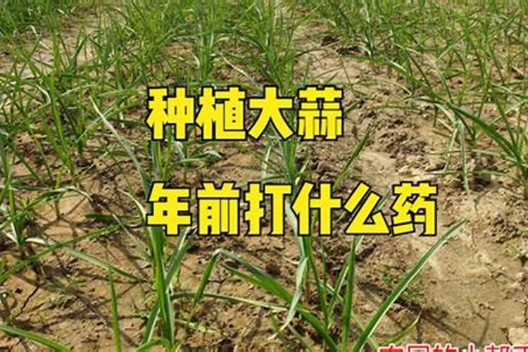 大蒜叶茎旺盛怎么办？