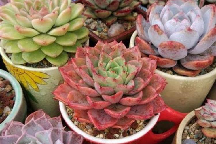多肉植物什么时间扦插最好