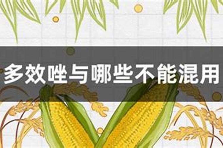 多效唑能用在白菜上作为包心剂吗