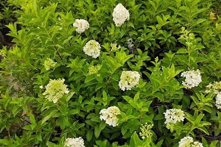 如何让黑骨茶发芽