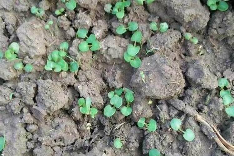 ﻿药用植物叶面追肥技巧