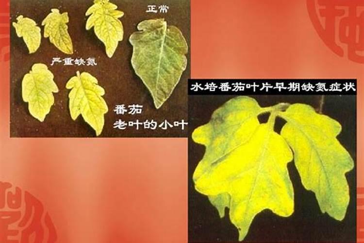 紫地瓜的栽培方式