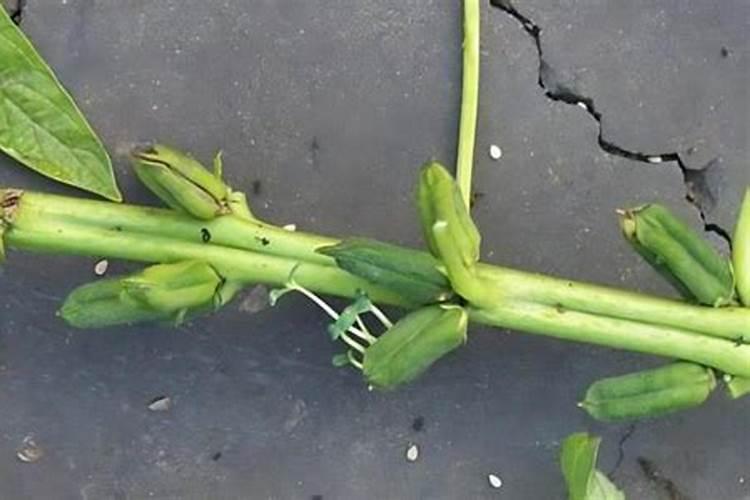 芝麻酱渣大白菜做底肥可以用吗？