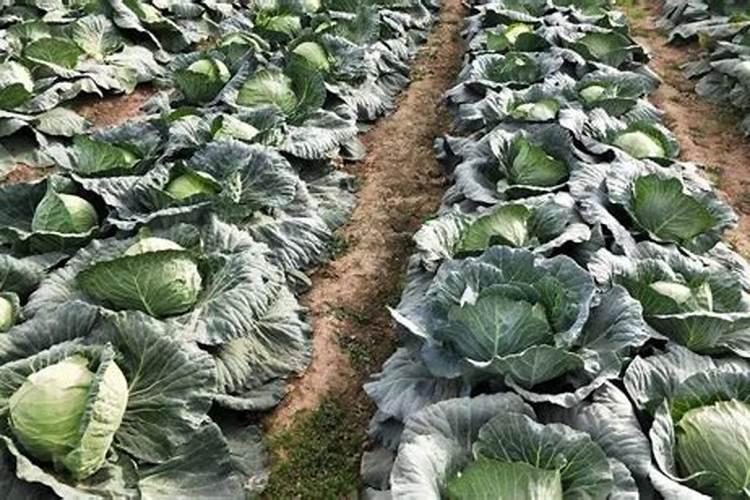 莲花白喜欢什么肥料