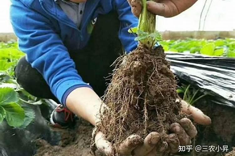 养殖多肉可以用哪些天然肥料 多肉花土怎么调配