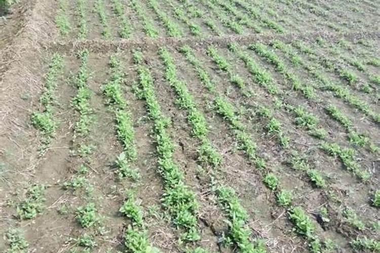 用百草枯打完大草枯萎后再旋耕到地里,在地里种丹参种子会影响发芽率吗...
