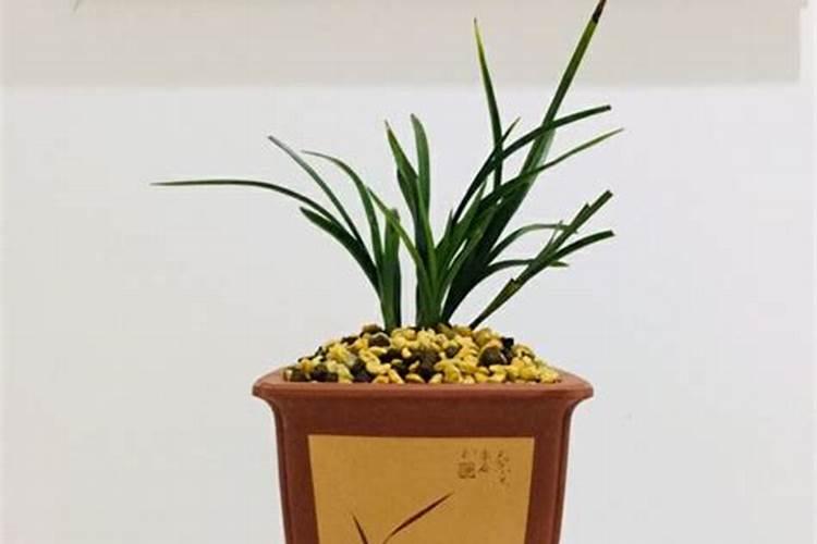 龙鳞春羽的养殖方法和注意事项