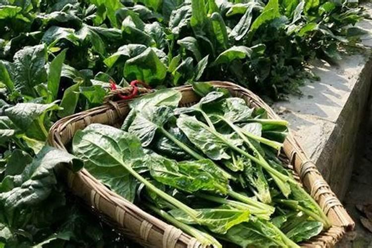 多肉植物用什么肥料比较好