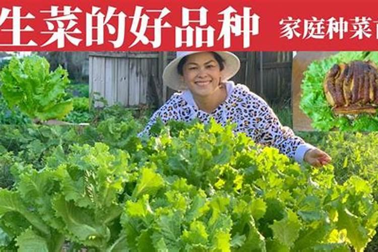 月季二月份可以施肥吗？