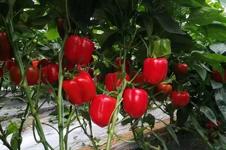 奥绿318s适合什么花？