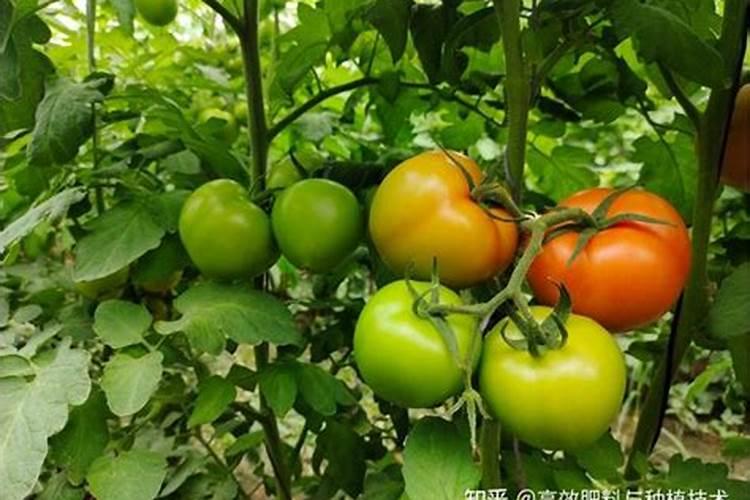 膨果最快的叶面水溶肥方法