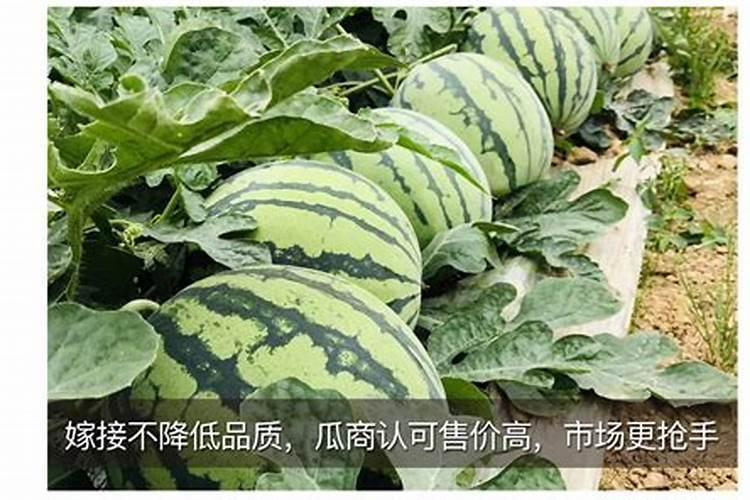 幼年沙糖桔出嫩稍可以打叶面肥吗