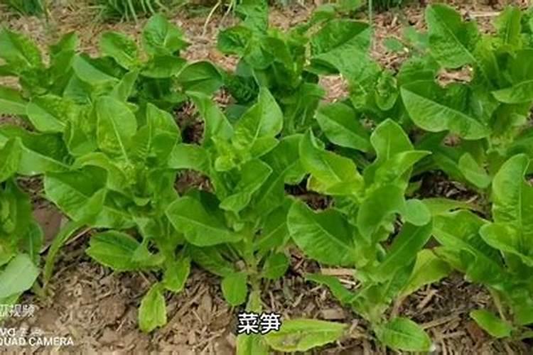 如何正确给蔬菜施加钙肥？