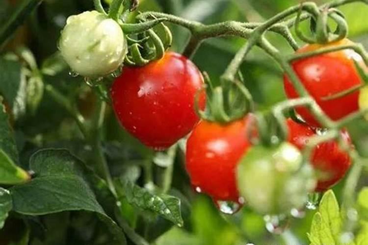 番茄果顶“黑膏药”是怎么回事？如何防