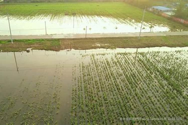 请问【中华蚊母】和【小叶榆树】2种盆景浇水施肥的方法