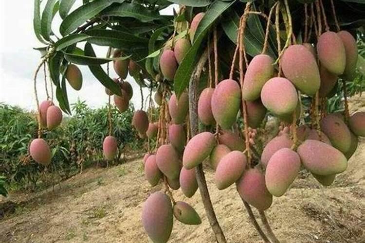 芒果焦腐病的防治施肥方案
