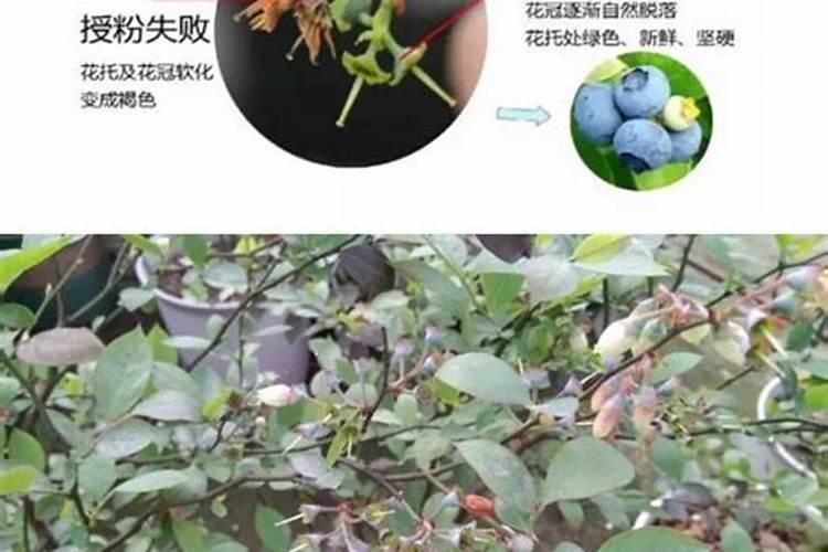风铃草一年开几次花,风铃草什么季节开花