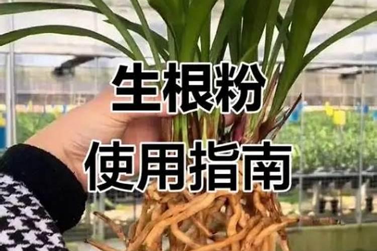 冬枣怎样快速膨大