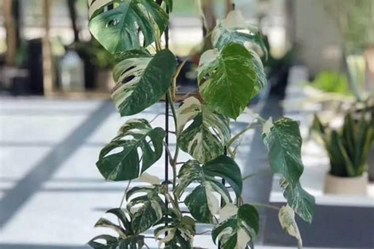 芒果一开始就发芽了怎么种
