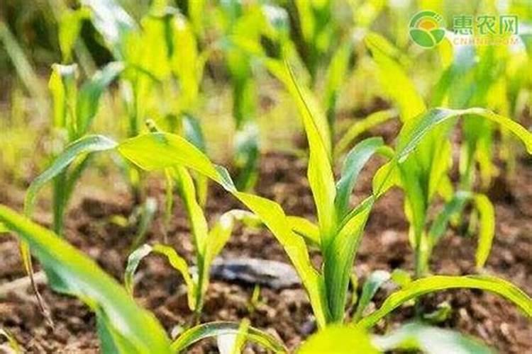 种植甘蔗用什么肥料最好