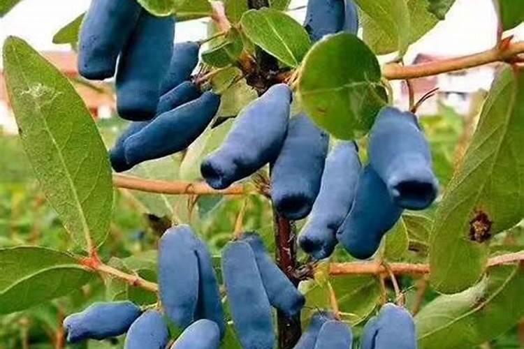 果树专用肥有那些品牌？