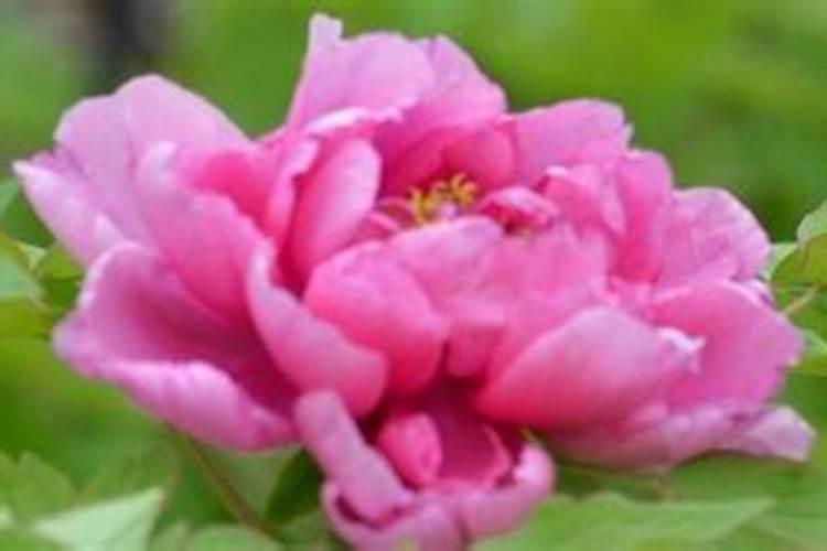 牡丹花可以喷叶面肥吗 注意事项有哪些