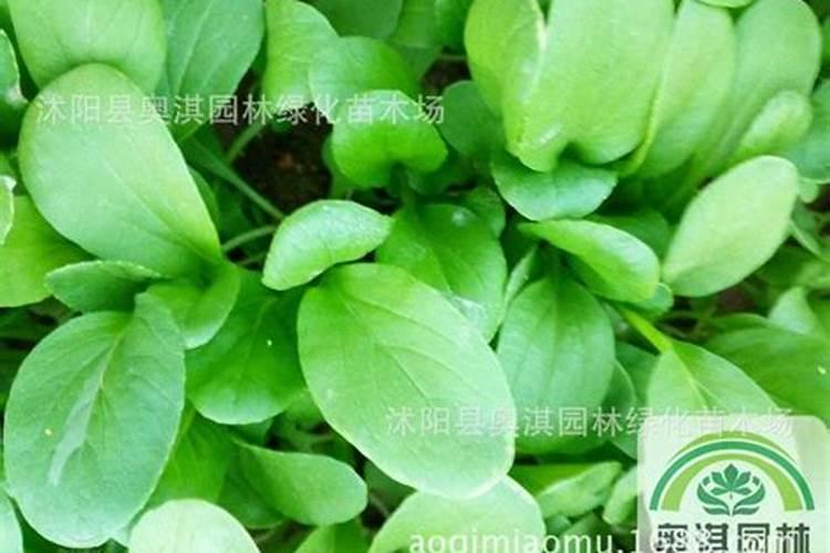 清明前后这段时间种什么蔬菜好？种子种植和秧苗种植效果一样吗？