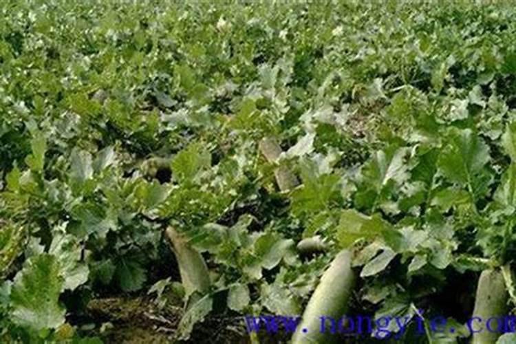 怎么养殖藏红花 藏红花种植技术总结