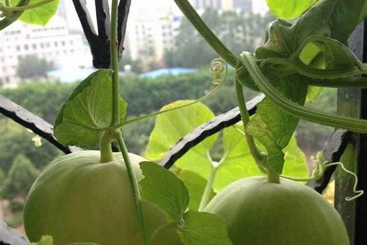 大棚甜瓜水肥管理技术是什么？