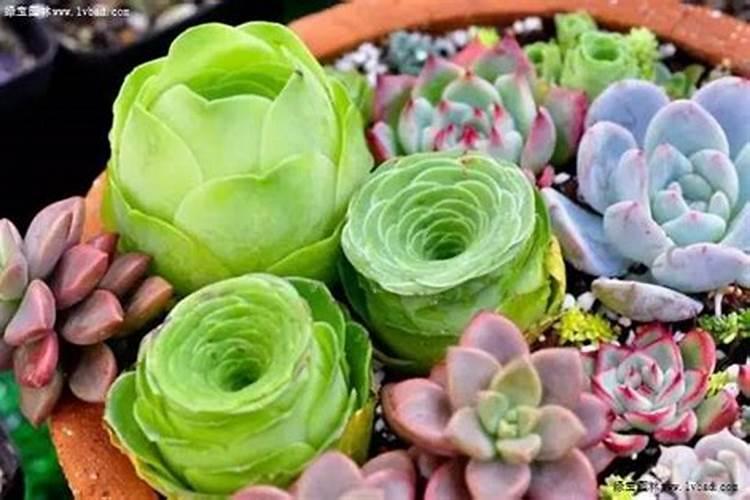 菊花施肥方法,用什么肥好