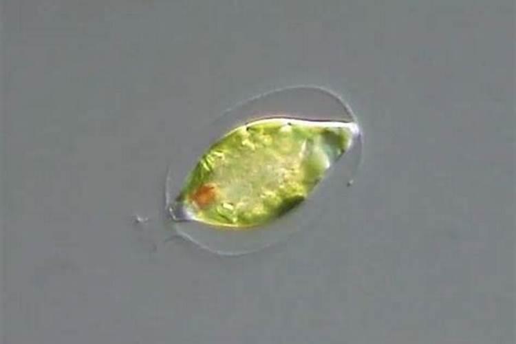 土豆是块根还是块茎？