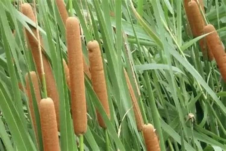 榴莲适合浇哪些肥料