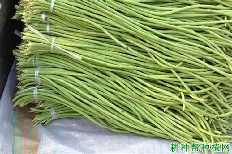 油豆角栽培技术