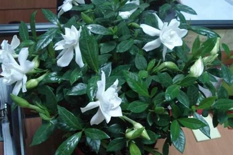 栀子花花期养护方法 开花期间如何浇水、施肥