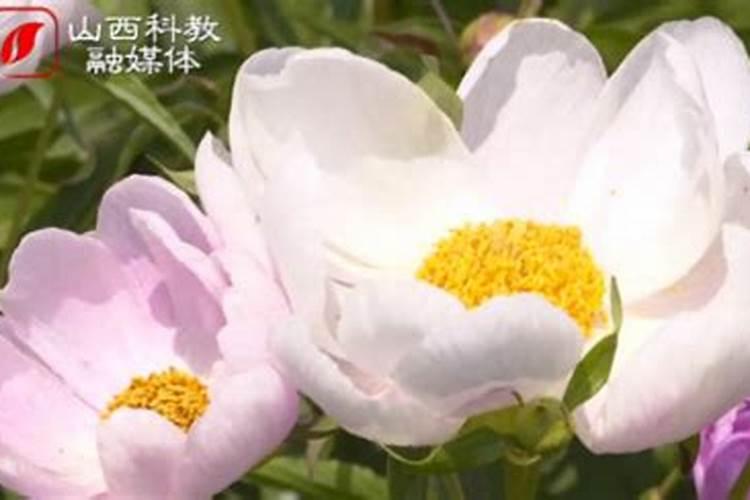 牡丹在开花的时候可以施肥吗