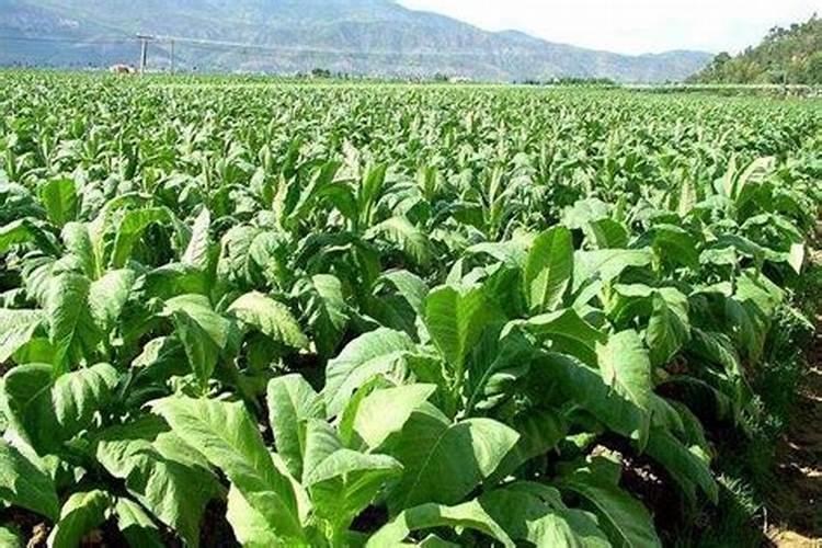 草莓施肥用什么肥草莓施肥时间方法