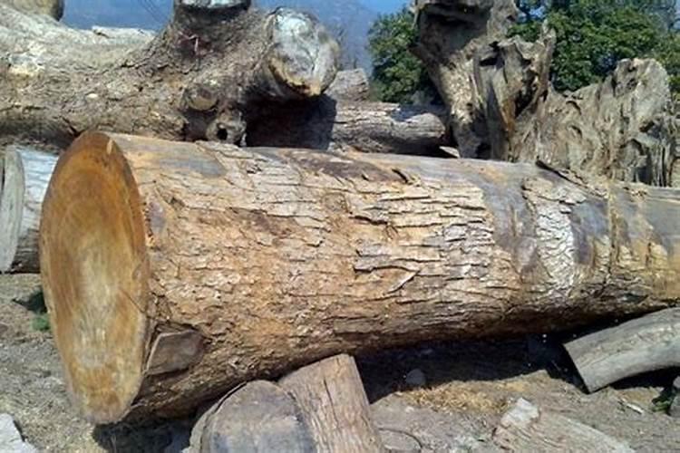 香樟树的种植栽培技术