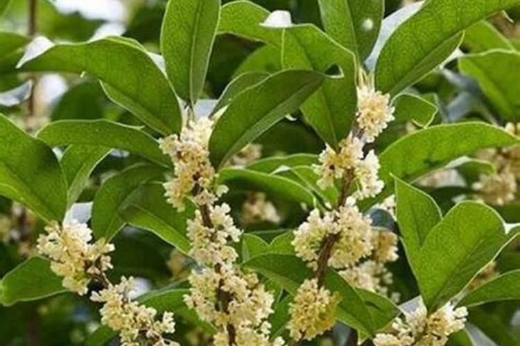 给桂花树施什么肥料,能让树长的快!