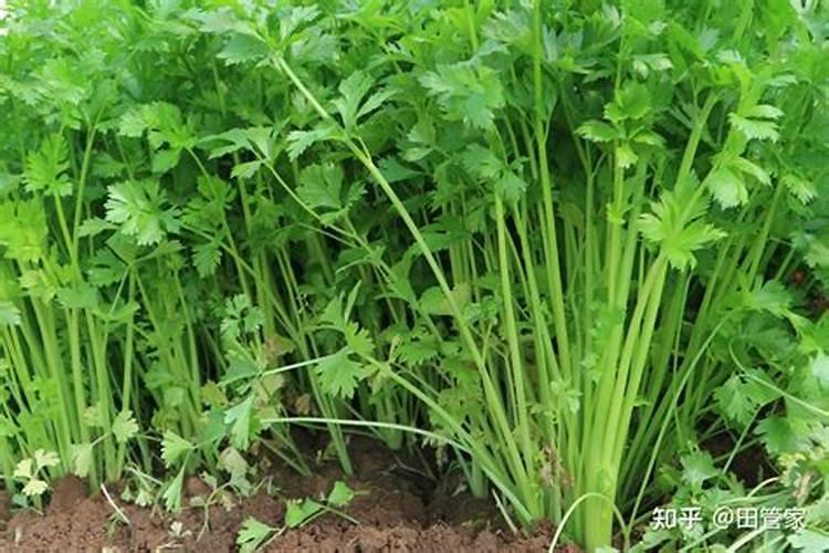 花生用什么叶面肥好 附种植方法