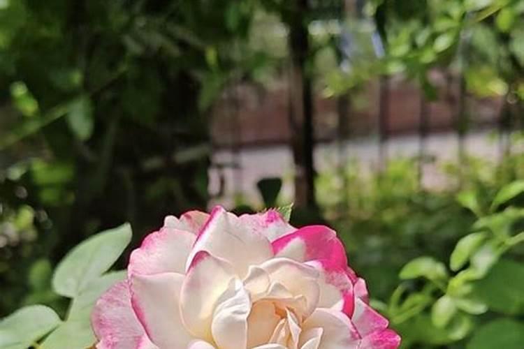 月季花怎么施肥