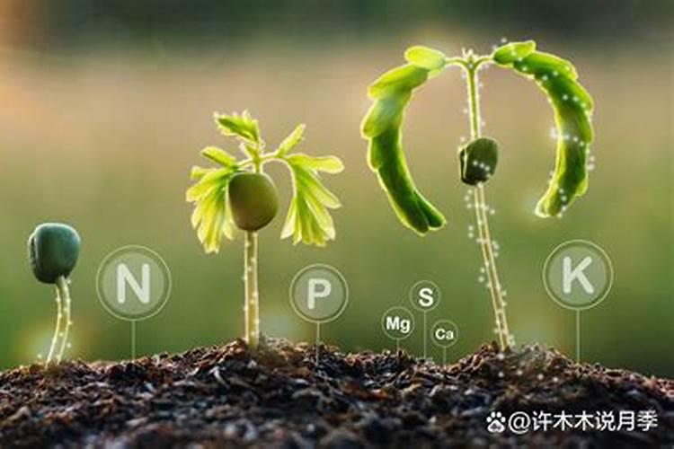 草莓无土栽培方法