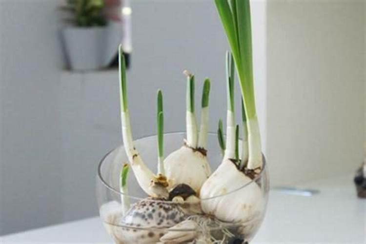 水培水仙开花后怎么处理